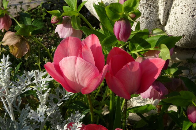 街の花壇に咲く花