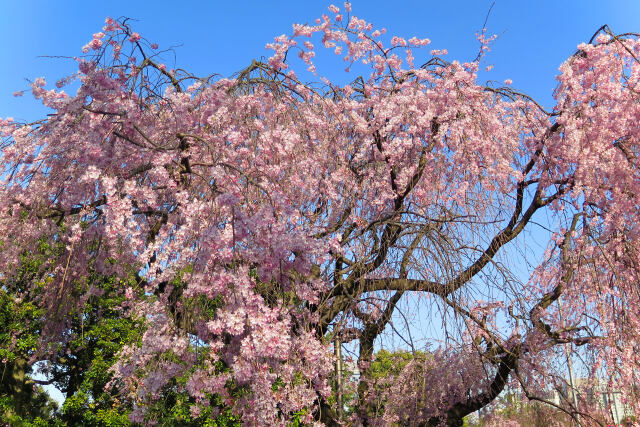 枝垂桜