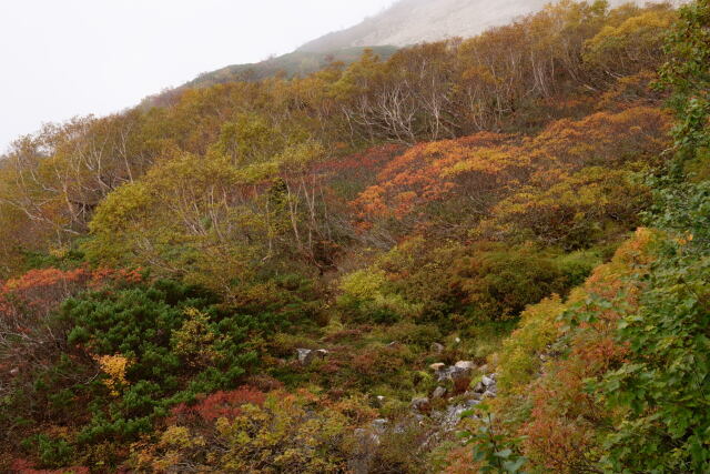 色づく山