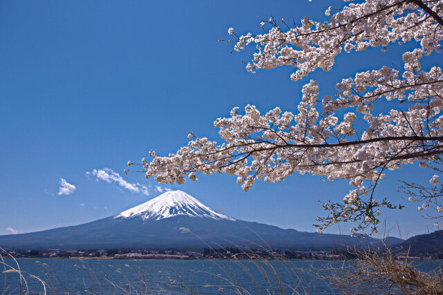 富士山と桜