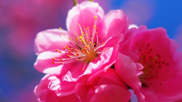 古河公方公園の花桃