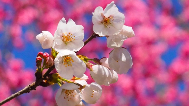 古河公方公園の花桃