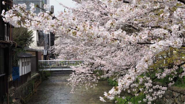 祇園白川の桜