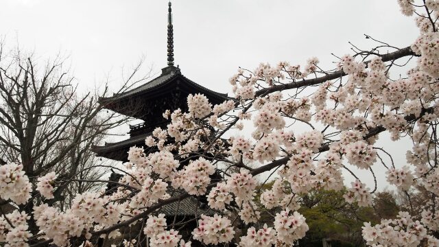 真如堂の桜