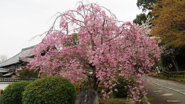 理正院のしだれ桜