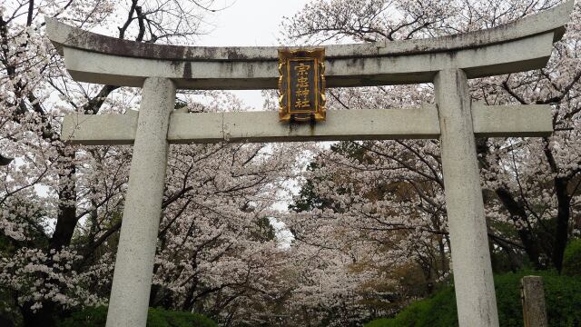 宗忠神社の桜