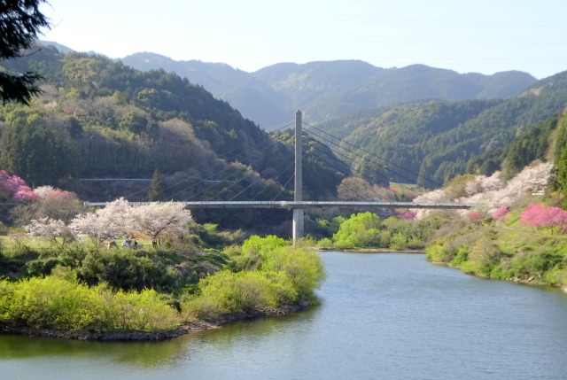 つり橋の春景色