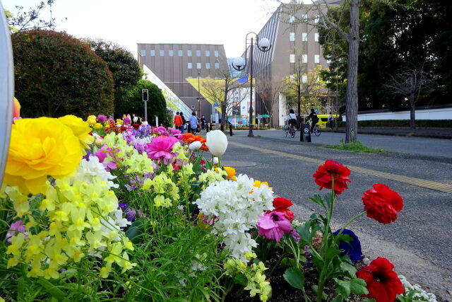 都会の花壇に咲く花