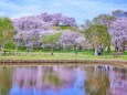 さきたま古墳公園