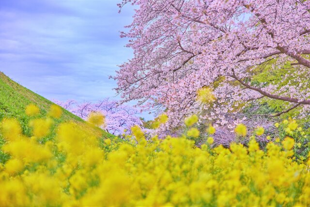 古墳の桜