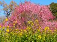 古河公方公園の花桃と菜の花