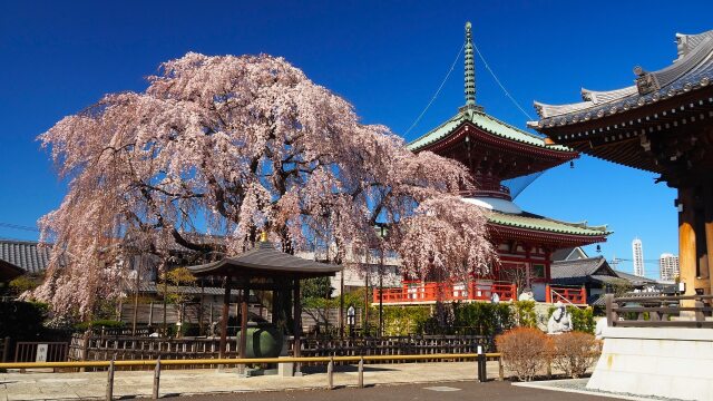 円乗院のしだれ桜