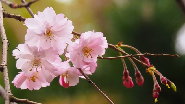 隅田公園のしだれ桜