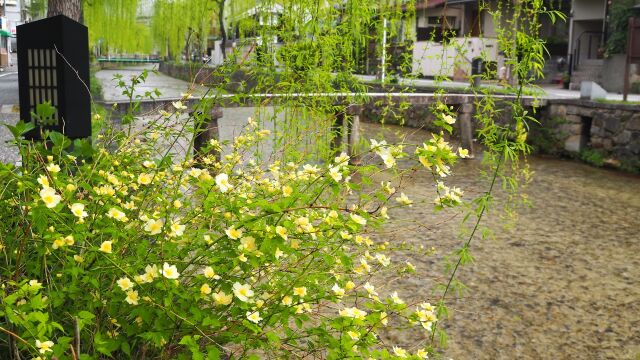 祇園白川の山吹