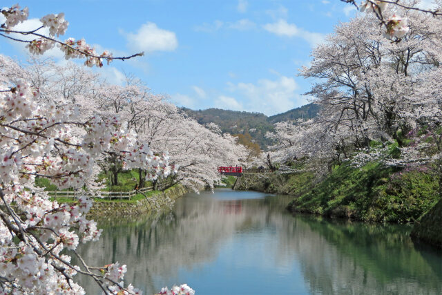 桜の季節 10 お堀に映るサクラ