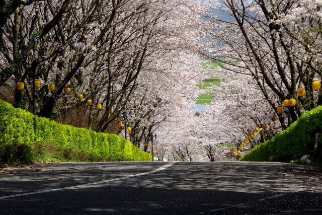 坂道の桜トンネル