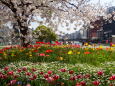 都会の花園 春爛漫