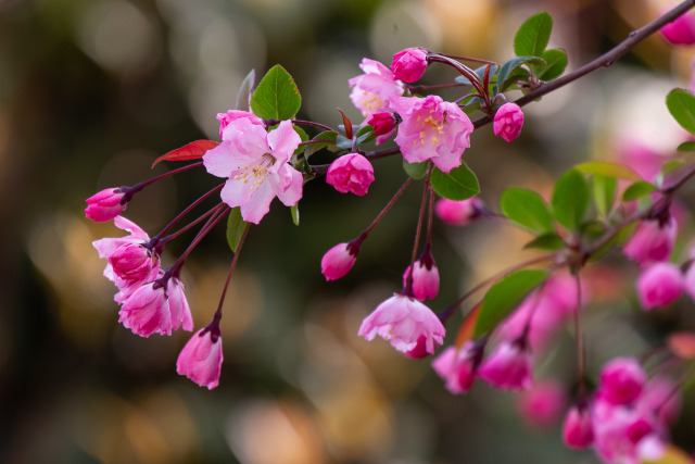 花海棠