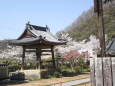 寺の桜