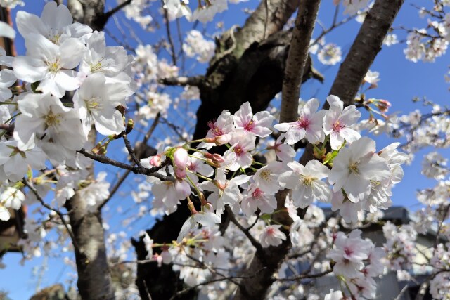 庭の桜