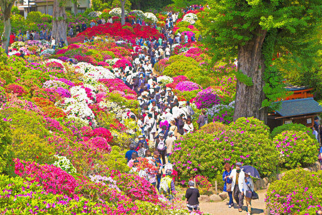 根津神社のつつじ