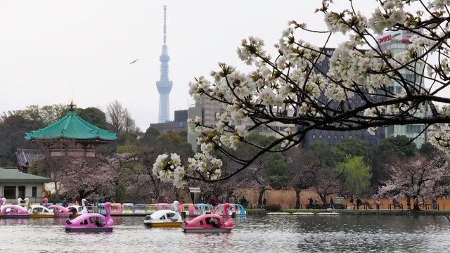 春の不忍池とスカイツリー