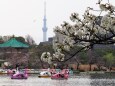 春の不忍池とスカイツリー