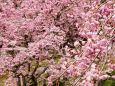 平安神宮のしだれ桜