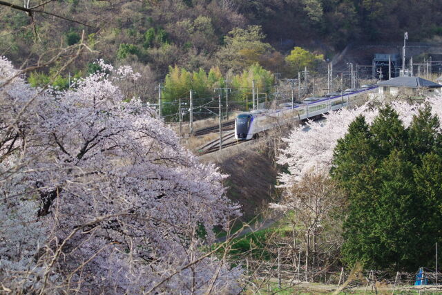 桜と特急