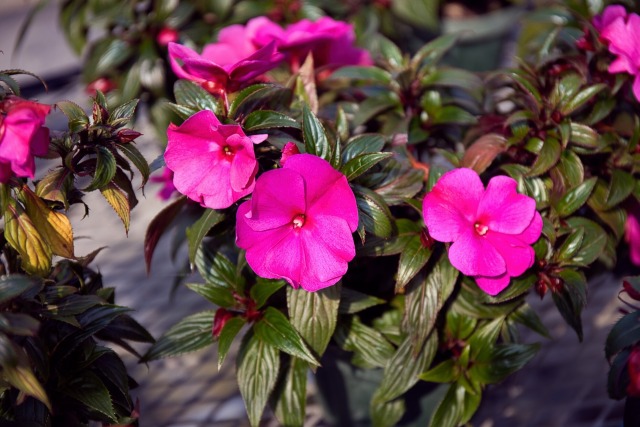 温室の花