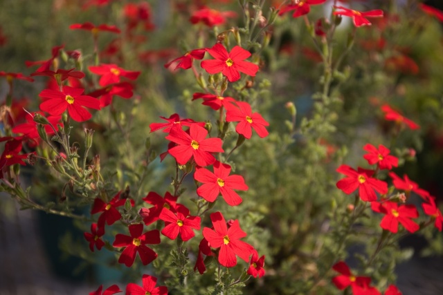 温室の花-2