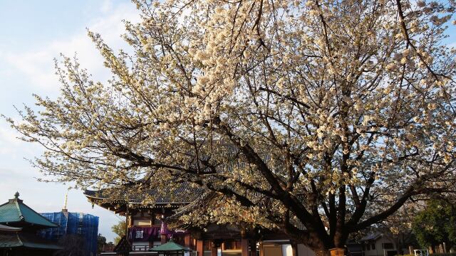 池上本門寺の桜