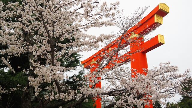 平安神宮の大鳥居と桜