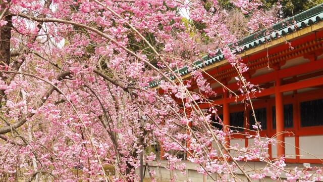 平安神宮のしだれ桜