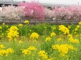 巨椋池干拓地の花桃と菜の花