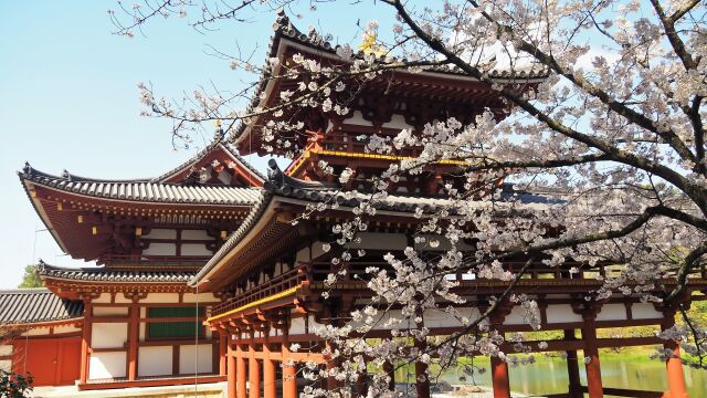 春の平等院