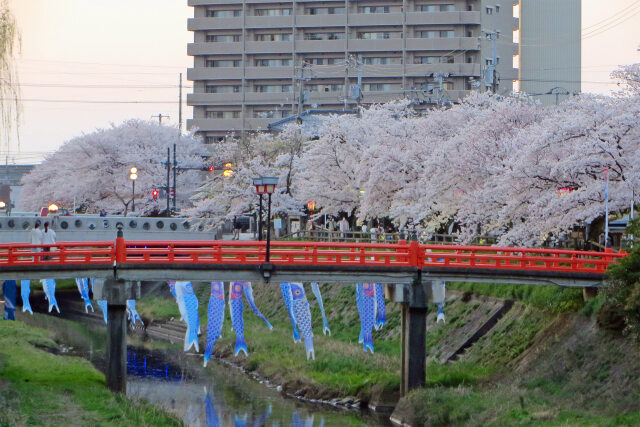 桜の季節 13 夕桜