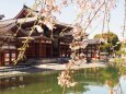 春の平等院