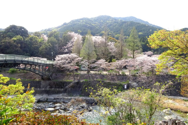 若葉芽生えの桜の公園