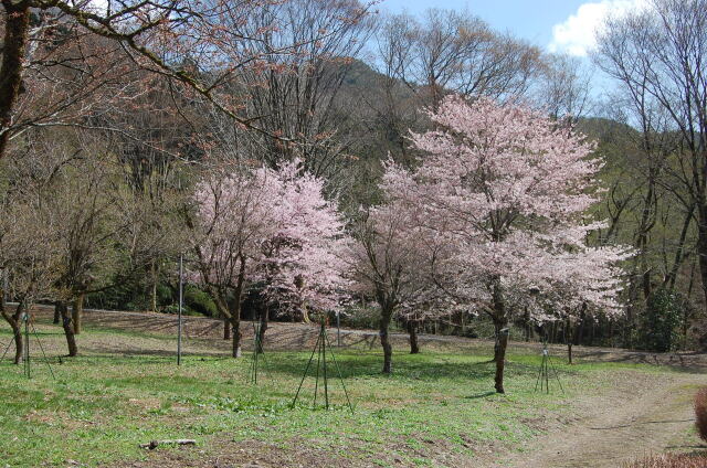 桜の季節 3 2023年