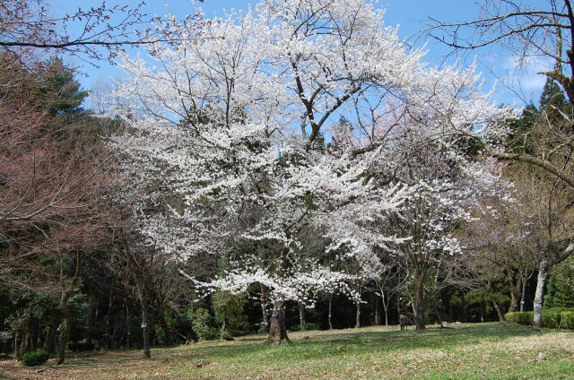 桜の季節 4 2023年