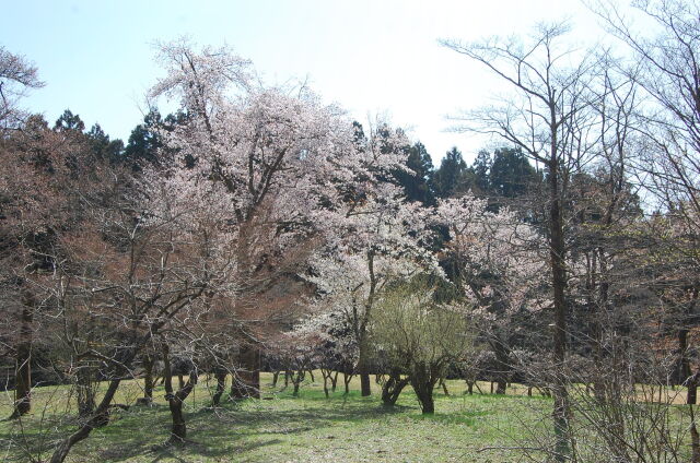 桜の季節 6 2023年