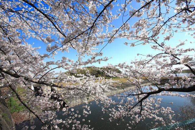 桜の季節-2