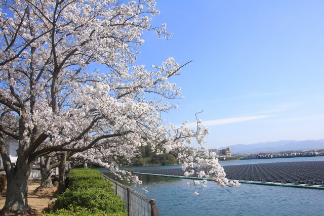 湖畔に咲く桜