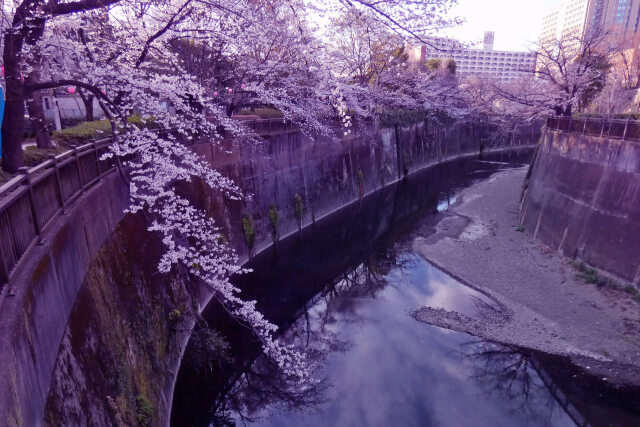 石神井川と桜～2023