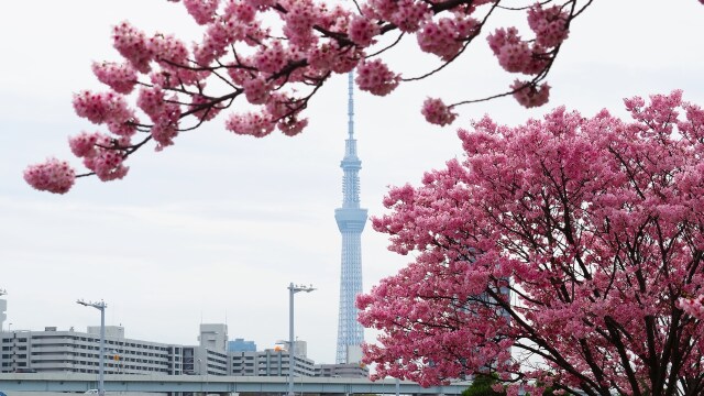 汐入公園の陽光桜とスカイツリー