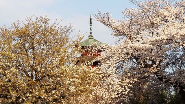 池上本門寺の桜