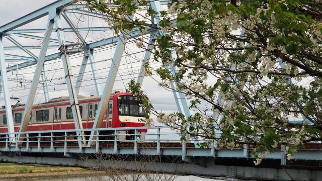 多摩川の桜と京急電車