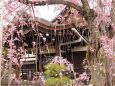 平安神宮のしだれ桜