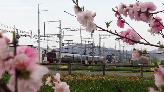 巨椋池干拓地の花桃と近鉄電車